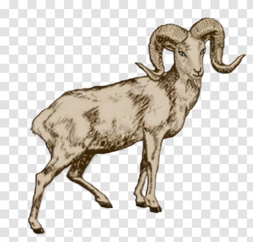 Drawing Of Family - Argali - Livestock Transparent PNG