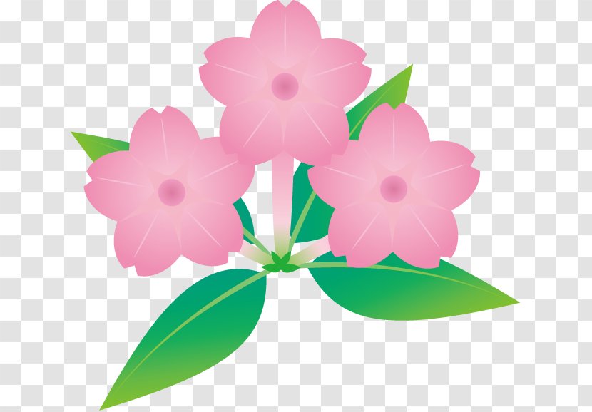 Pink M Flowering Plant RTV - Herbaceous Transparent PNG