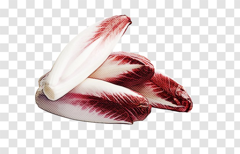 Feather - Bird - Pelican Wing Transparent PNG