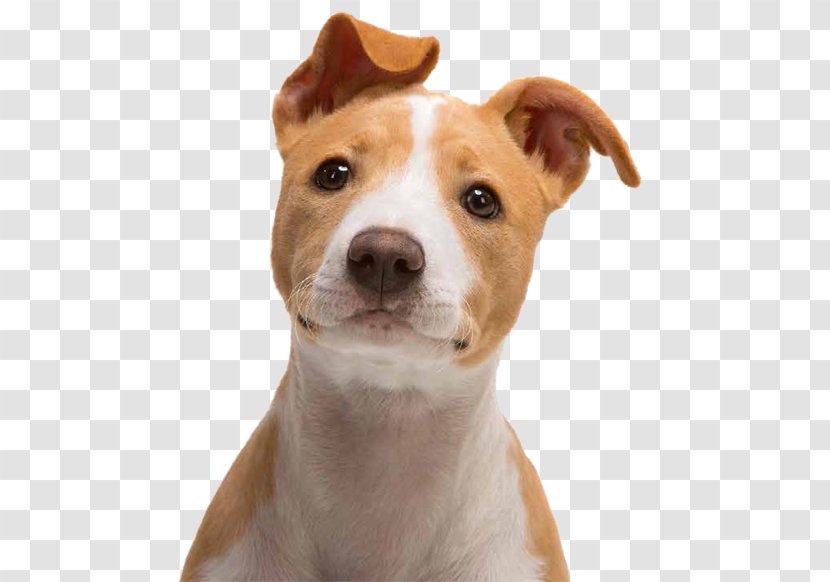 Jack Russell Terrier Yorkshire Puppy Bull West Highland White - Dog Transparent PNG