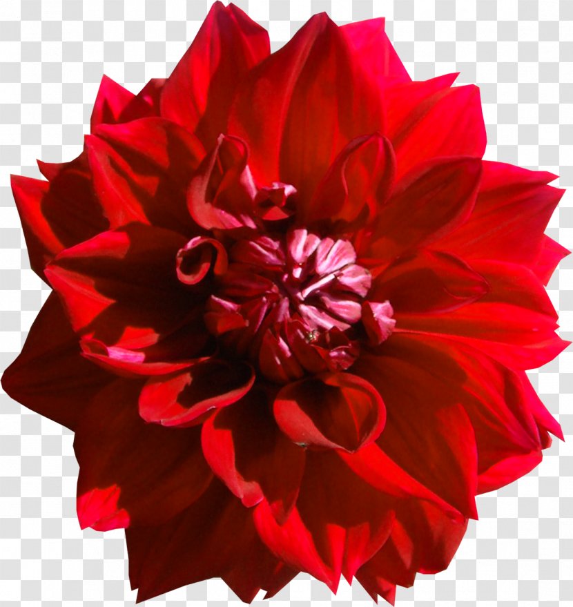 Dahlia Flower Red Clip Art - Carnation Transparent PNG