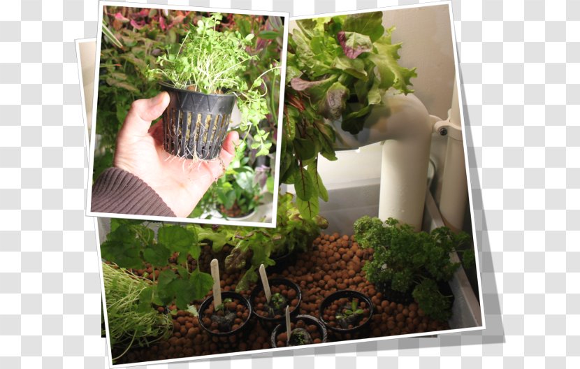 Gardening Green Wall Kasviportaat Oy Hydroponics - 6 Site Hydroponic Grow Box Transparent PNG