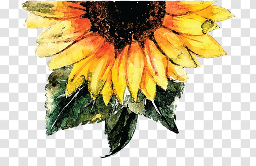 Common Sunflower Watercolor Painting Seed - Food - Peony Transparent PNG