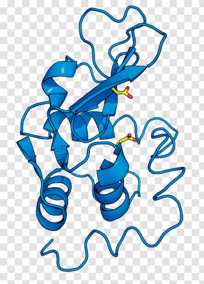 Lysozyme Structure Enzyme Science X-ray Crystallography - Organism - Water Transfer Transparent PNG