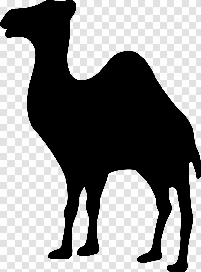 Dromedary Camel Logo - Bildmarke - Camels Transparent PNG