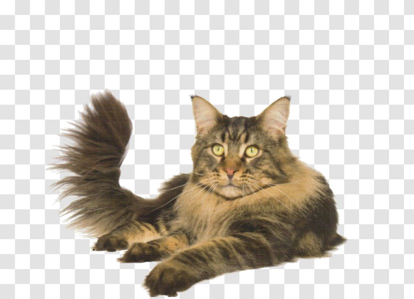 Maine Coon Norwegian Forest Cat Asian Semi-longhair Whiskers Domestic Long-haired - Kitten Transparent PNG