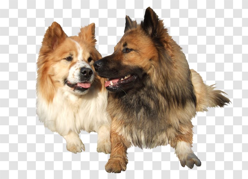 German Spitz Mittel Klein Elo Volpino Icelandic Sheepdog - Coockie Transparent PNG