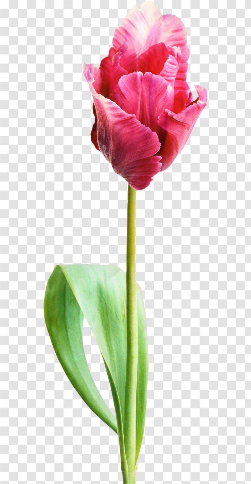 Tulip Cut Flowers Plant Stem Bud Magenta Transparent PNG