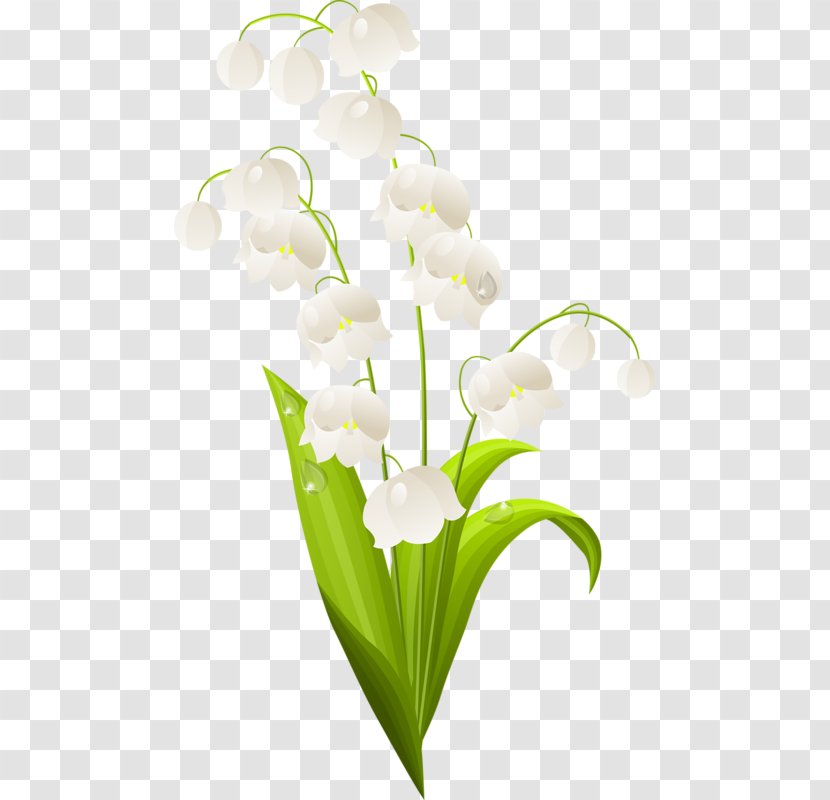 Lily Of The Valley Stock Photography Clip Art - Fotosearch Transparent PNG