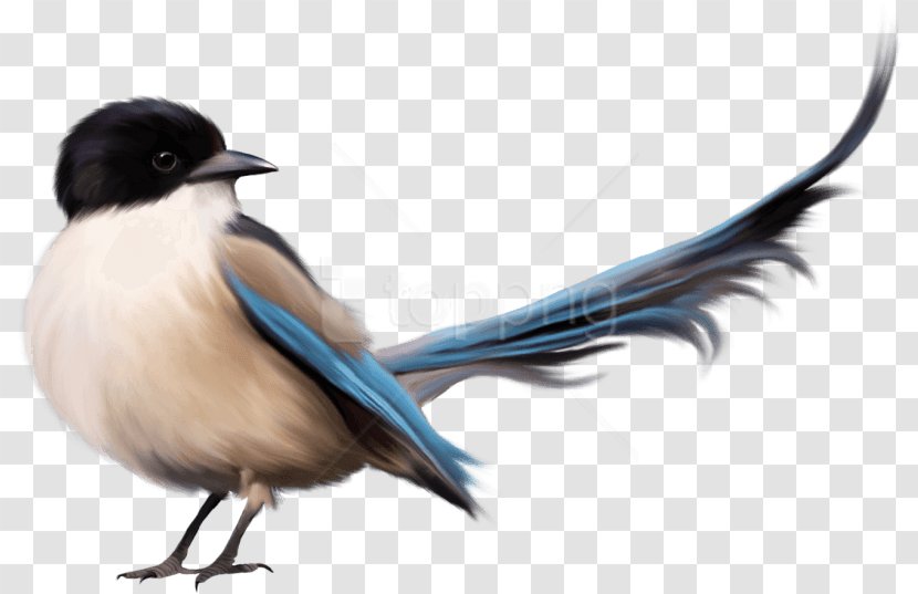 Swallow Bird - Parrot - Tail Transparent PNG