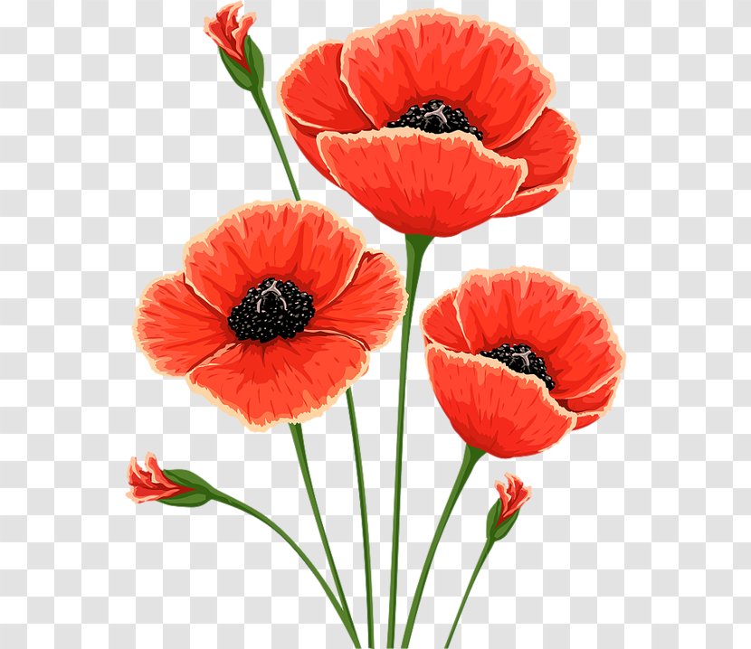 Common Poppy Flower Remembrance Poppies - Opium Transparent PNG