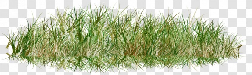 Lawn Clip Art Image Grasses - Wheatgrass - Grass Transparent PNG
