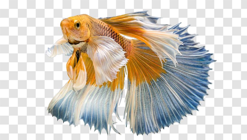 Goldfish Graphic Design - Tropical Fish - Yellow Transparent PNG