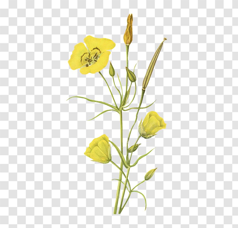 Floral Design Wild Flowers Of America Printing Clip Art - Yellow - Green Material Transparent PNG