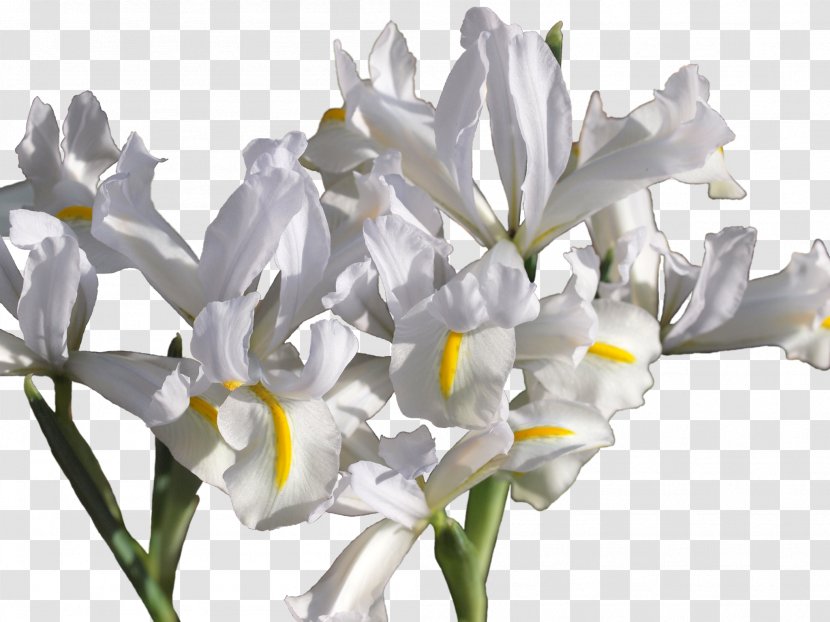 Irises Netted Iris Reticulata Var. Bakeriana Cut Flowers Erge - Family - Caucasus Transparent PNG