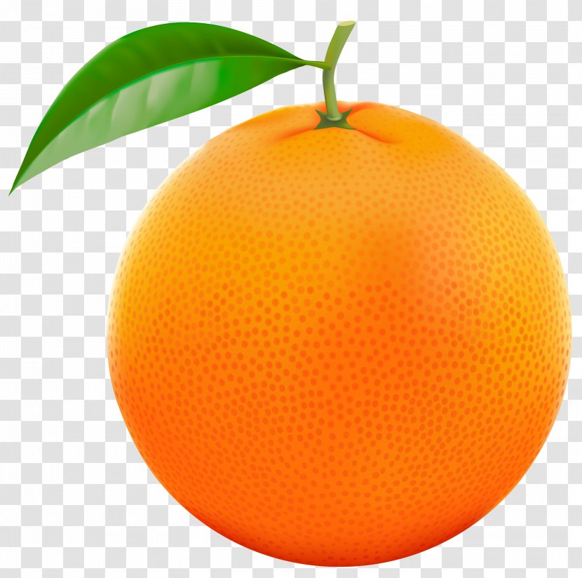 Grapefruit Orange Lemon Clip Art - Peel - Red Vector Clipart Image Transparent PNG