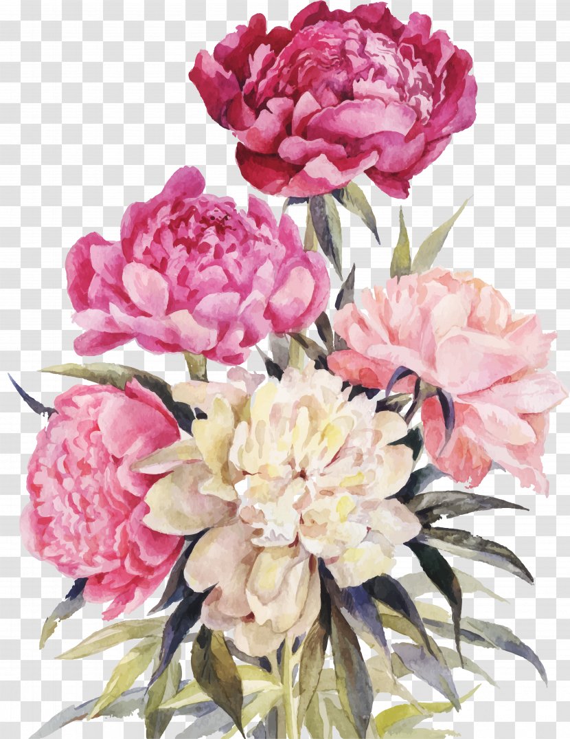 Peony Drawing Watercolor Painting Clip Art - Rose Order Transparent PNG