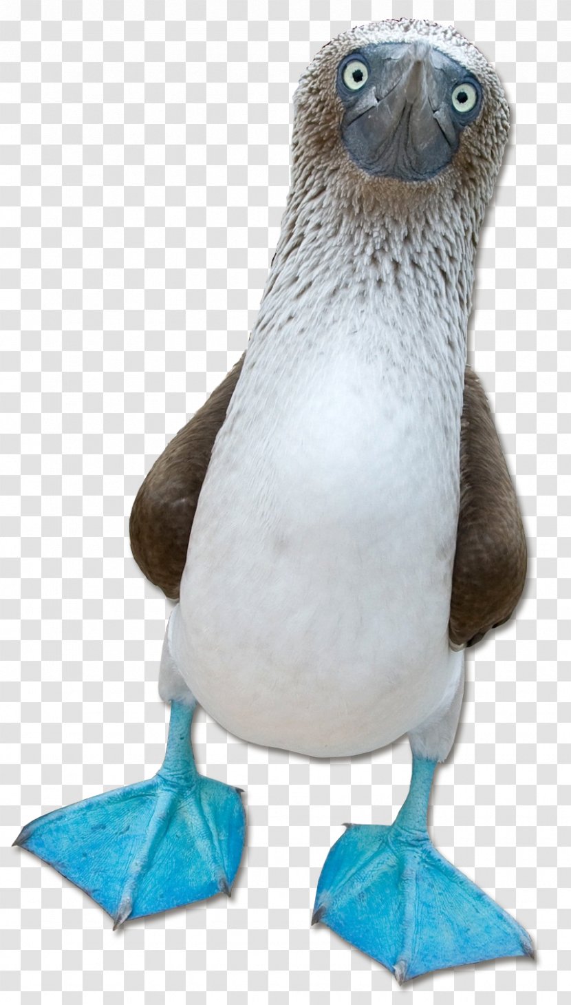 Blue-footed Booby Beak Wiki Fauna - Suliformes - Organism Transparent PNG