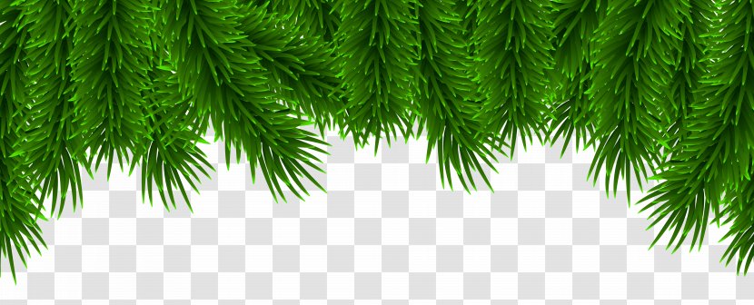 Christmas Pine Clip Art - Pinaceae - Border Transparent PNG