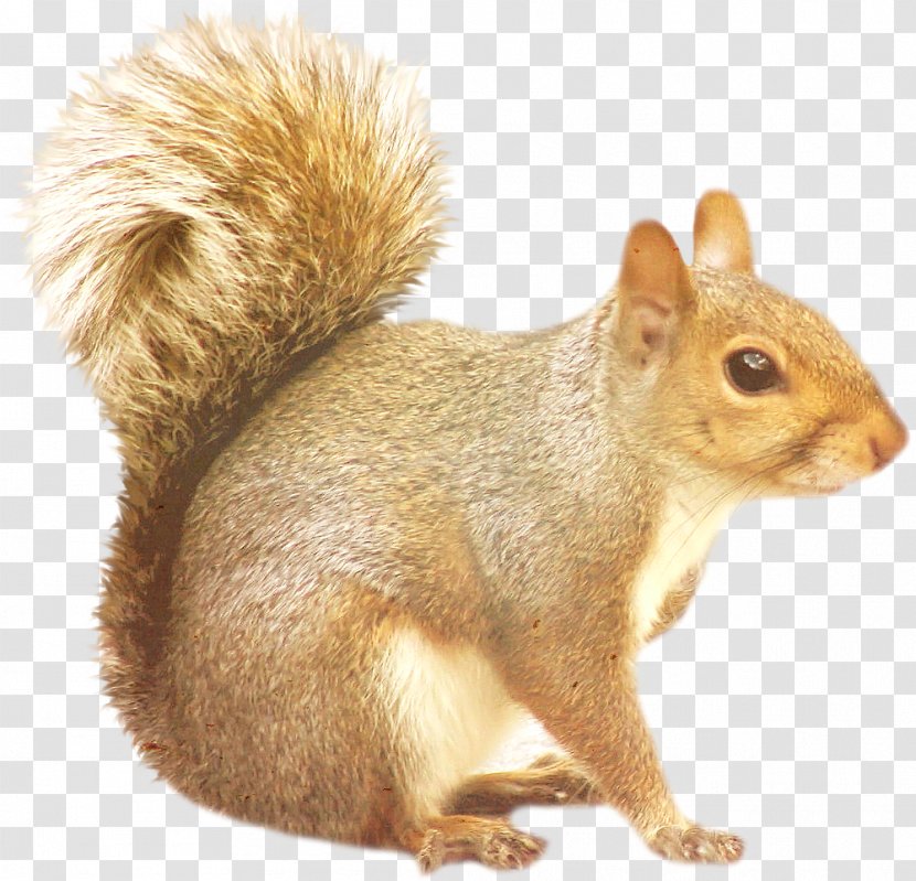 Tree Squirrels Raccoon - Fox Squirrel Transparent PNG