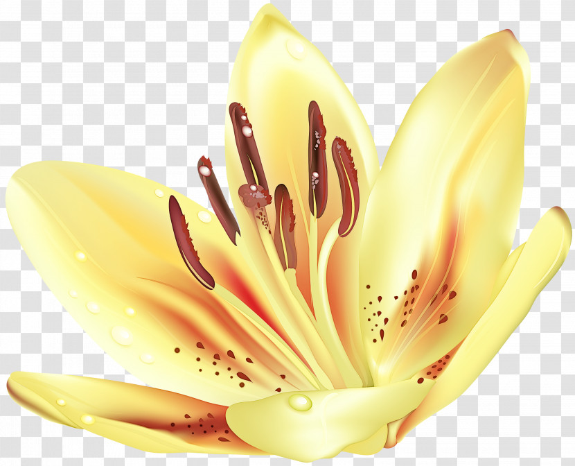 Flower Petal Pollen Yellow Close-up Transparent PNG