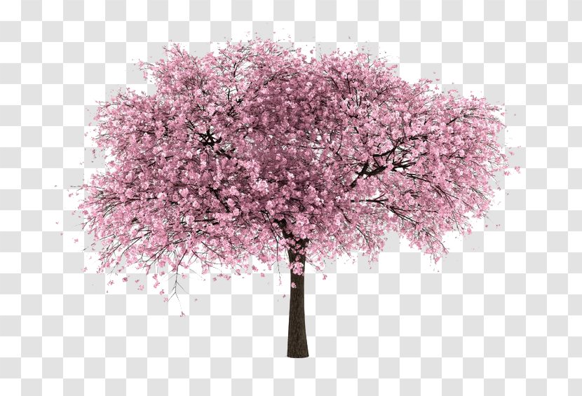 Cherry Tree - Branch - Blossom Transparent PNG