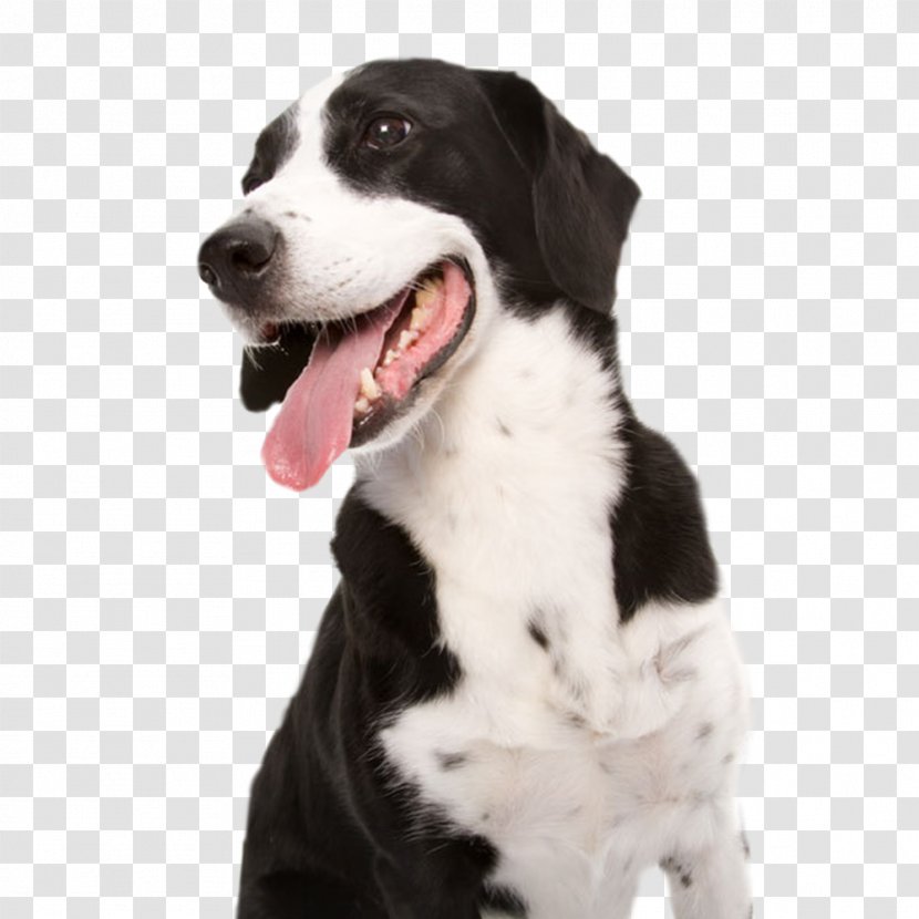 Dog Cat Veterinarian Veterinary Medicine - Clinic - Stay Meng Tongue Transparent PNG