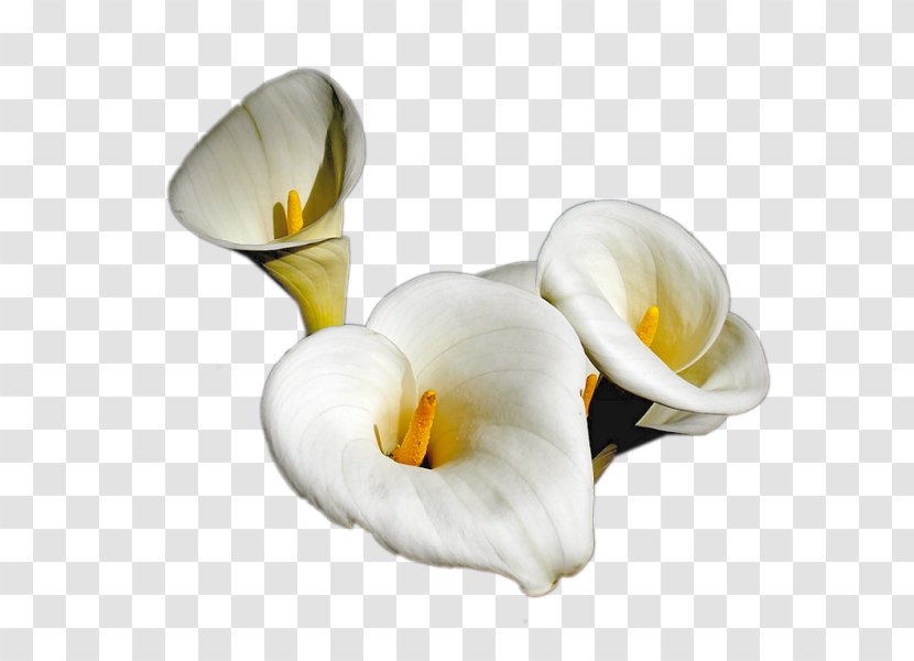 TinyPic Flower Arum-lily - Blog Transparent PNG