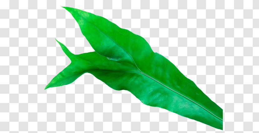 Leaf Plant Burknar Green Vascular Bundle - Fern Transparent PNG