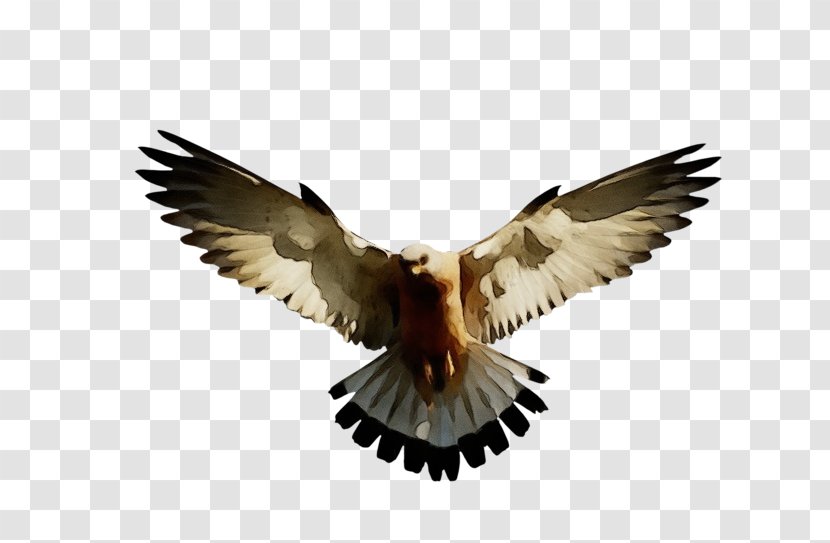 Feather - Beak - Falconiformes Transparent PNG