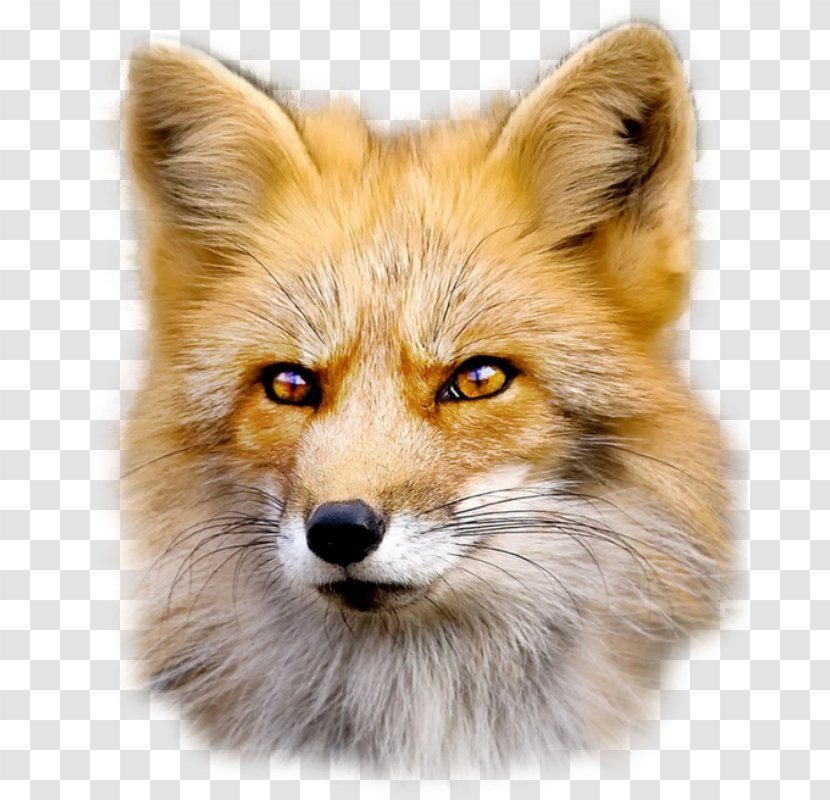 Fox Web Browser Clip Art - Lion Face Transparent PNG