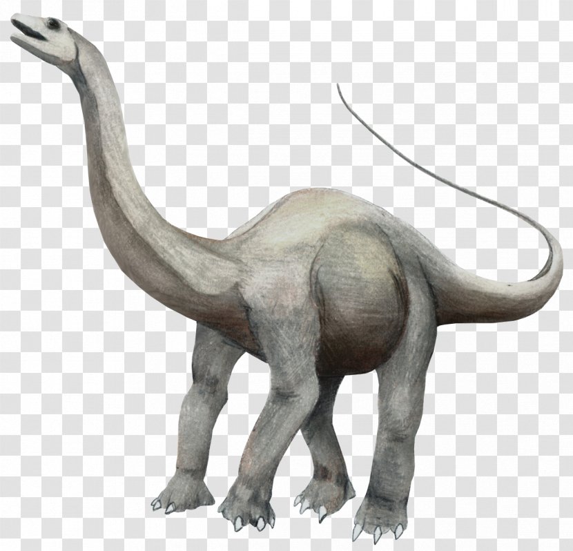 Apatosaurus Brontosaurus Brachiosaurus Triceratops Argentinosaurus - Tail - Dinosaur Transparent PNG