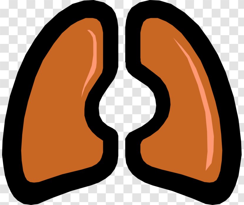 Lung Chronic Obstructive Pulmonary Disease Respiratory System Fibrosis - Idiopathic - Vector Transparent PNG