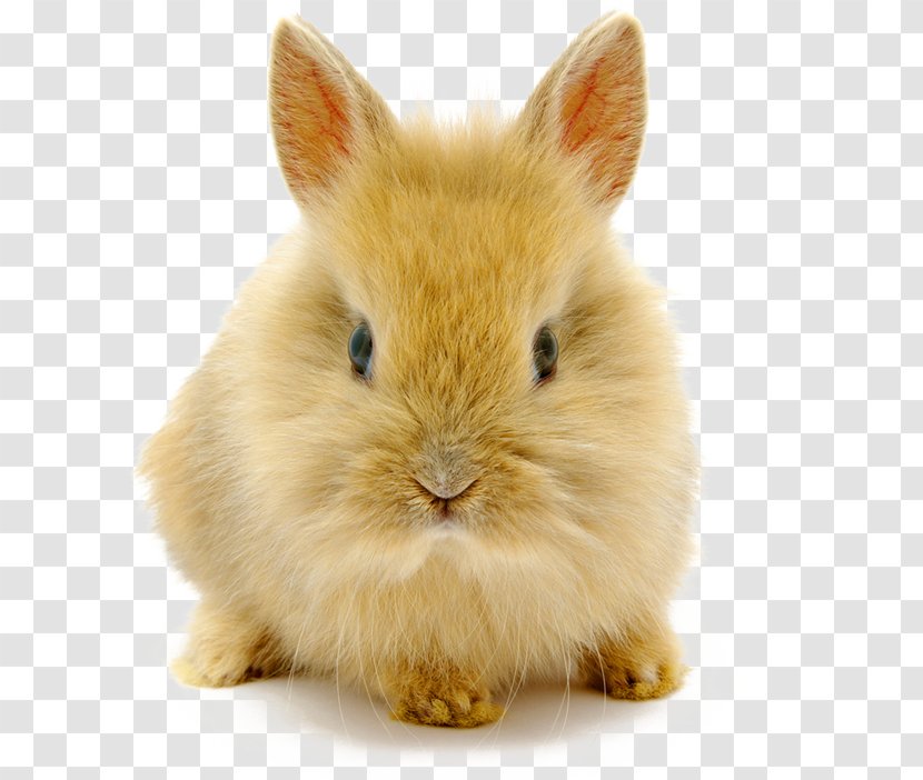 Holland Lop Netherland Dwarf Rabbit Kitten Puppy Transparent PNG