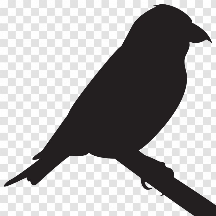 Cornell Lab Of Ornithology Bird Red Crossbill American Crow Beak - Raven Transparent PNG