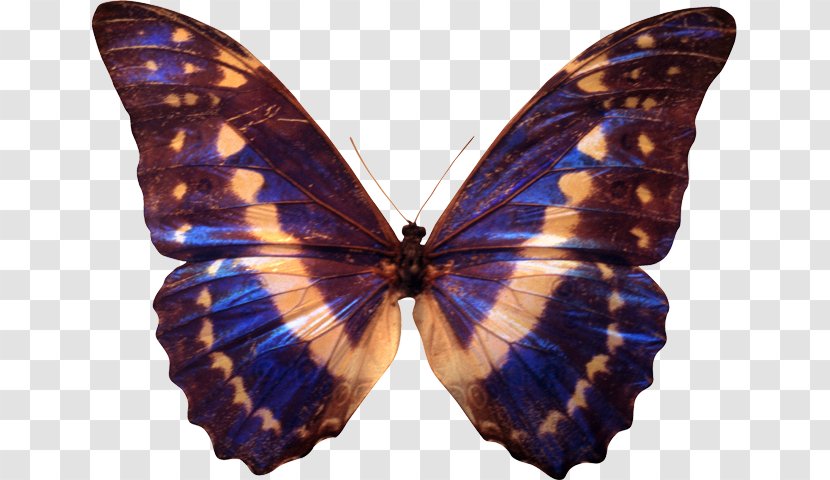 Monarch Butterfly Lycaenidae Thyroid Moth - Lycaenid Transparent PNG