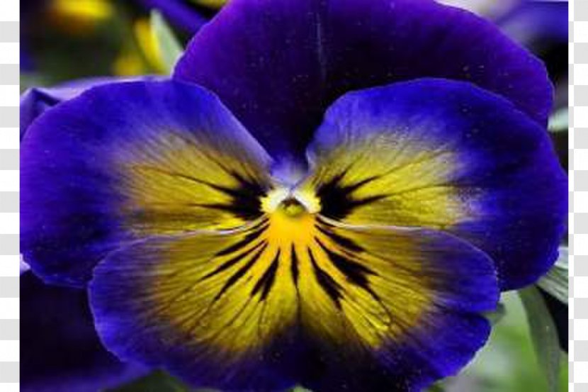 Pansy Violet Seed Petal Balcony - Purple Transparent PNG