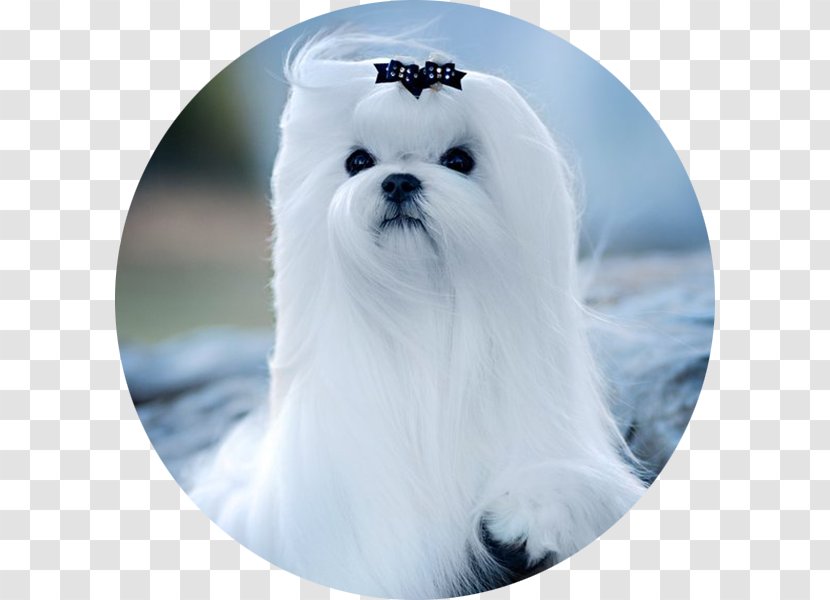 Maltese Dog Havanese Bolonka Bolognese Puppy - Bichon Transparent PNG