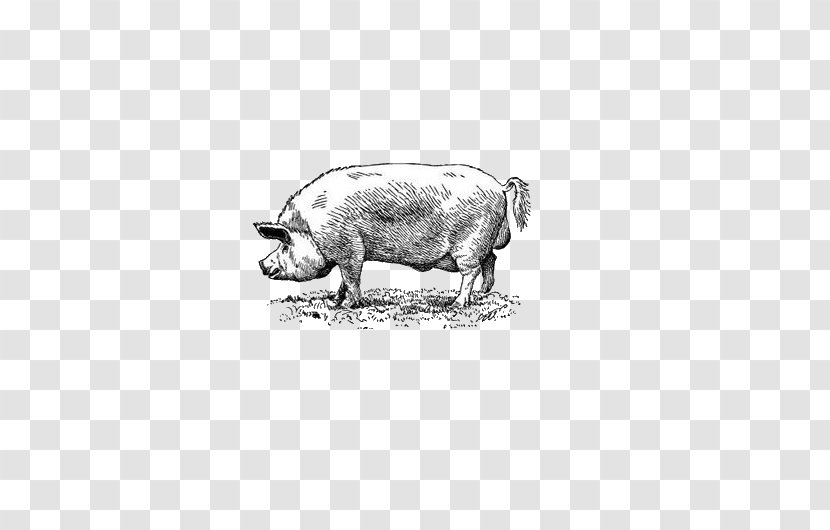 Black Iberian Pig Drawing Euclidean Vector - Like Mammal Transparent PNG