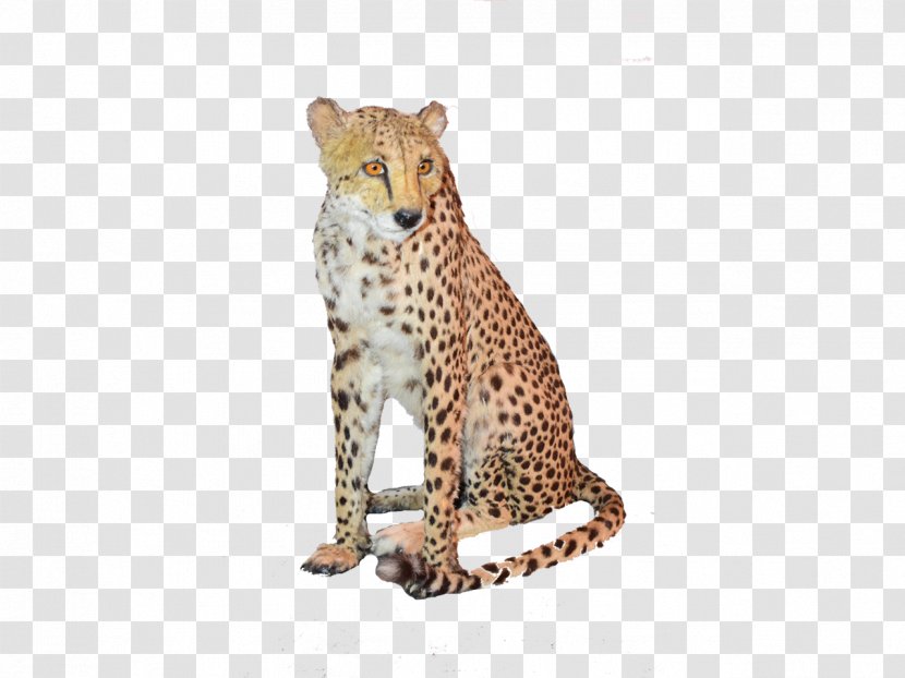 Cheetah Leopard African Art Jaguar - Tree Transparent PNG