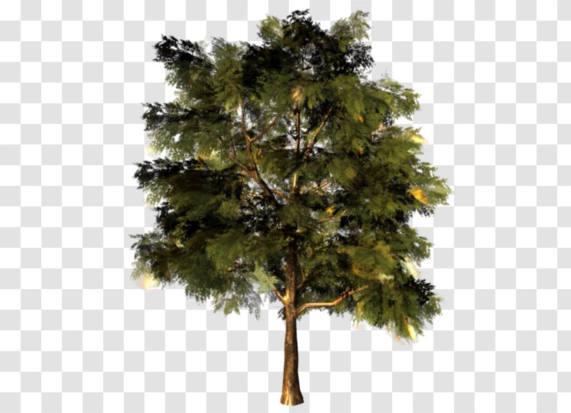 Larch Tree Oak Pine Branch - Woody Plant Transparent PNG