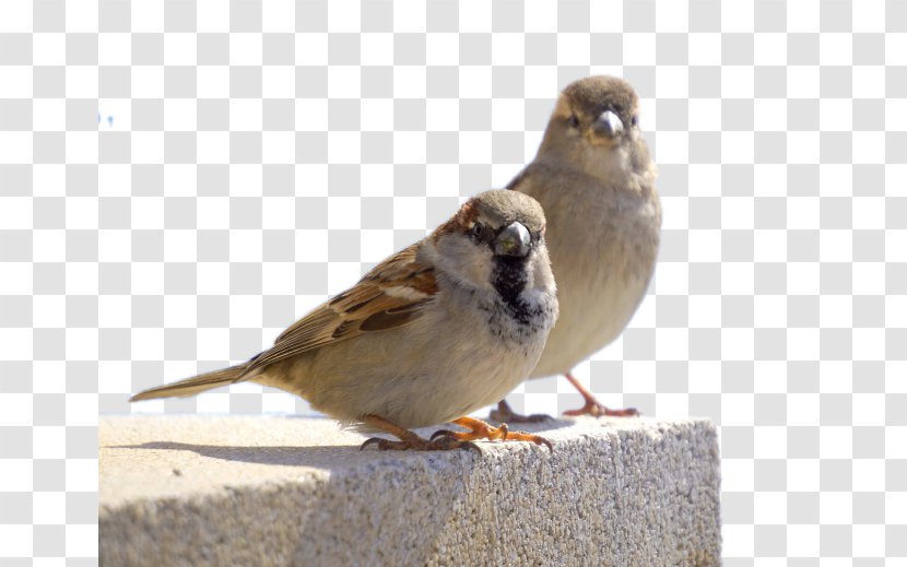 House Sparrow Bird Owl Finch - Two Sparrows Transparent PNG