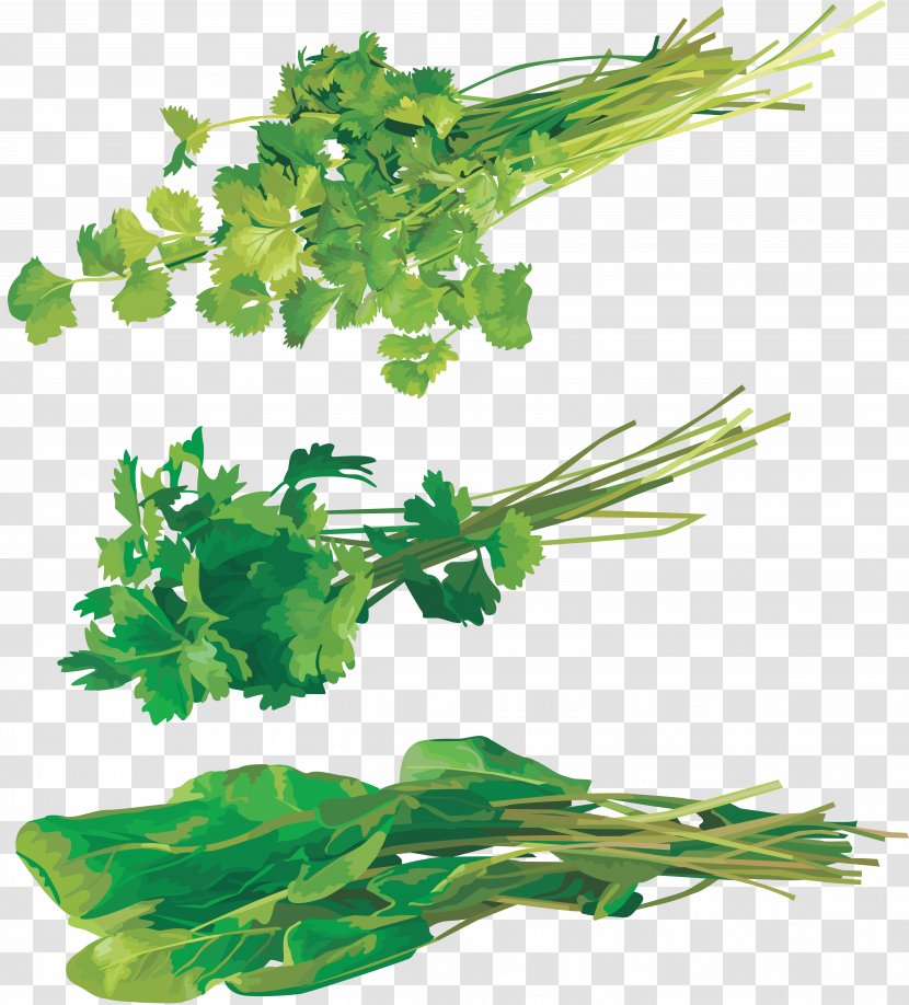 Coriander Parsley Dill Leaf Vegetable Clip Art - Email Transparent PNG