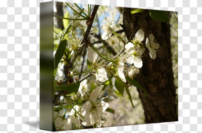Cherry Blossom Spring ST.AU.150 MIN.V.UNC.NR AD - Plum Flower Transparent PNG