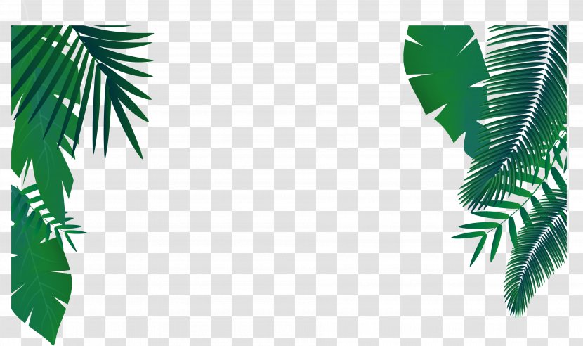 Leaf Euclidean Vector Arecaceae - Grass - Green Palm Decoration Transparent PNG
