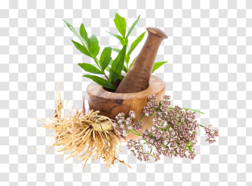 Valerian Dietary Supplement Root Officinalis Plant - Remedio Transparent PNG