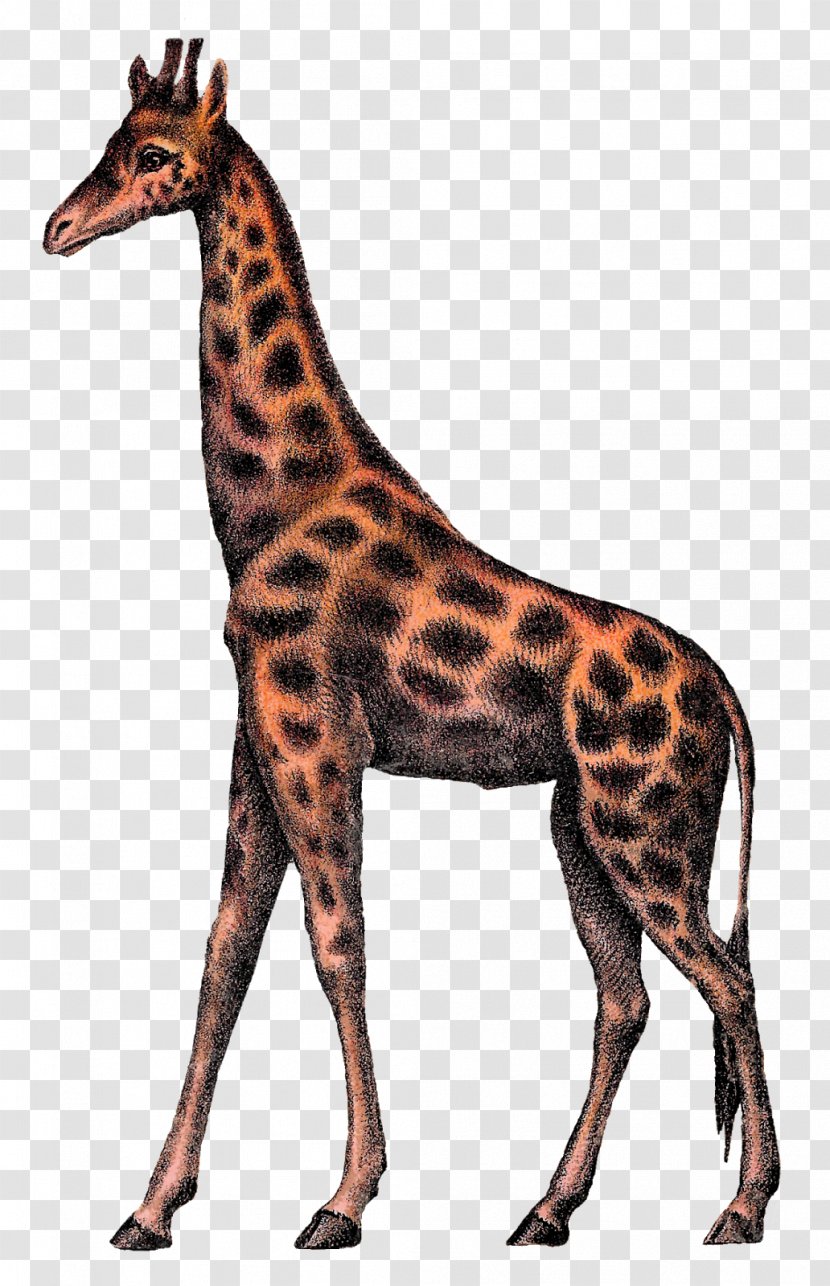 Giraffe Circus Clip Art - Animal Transparent PNG