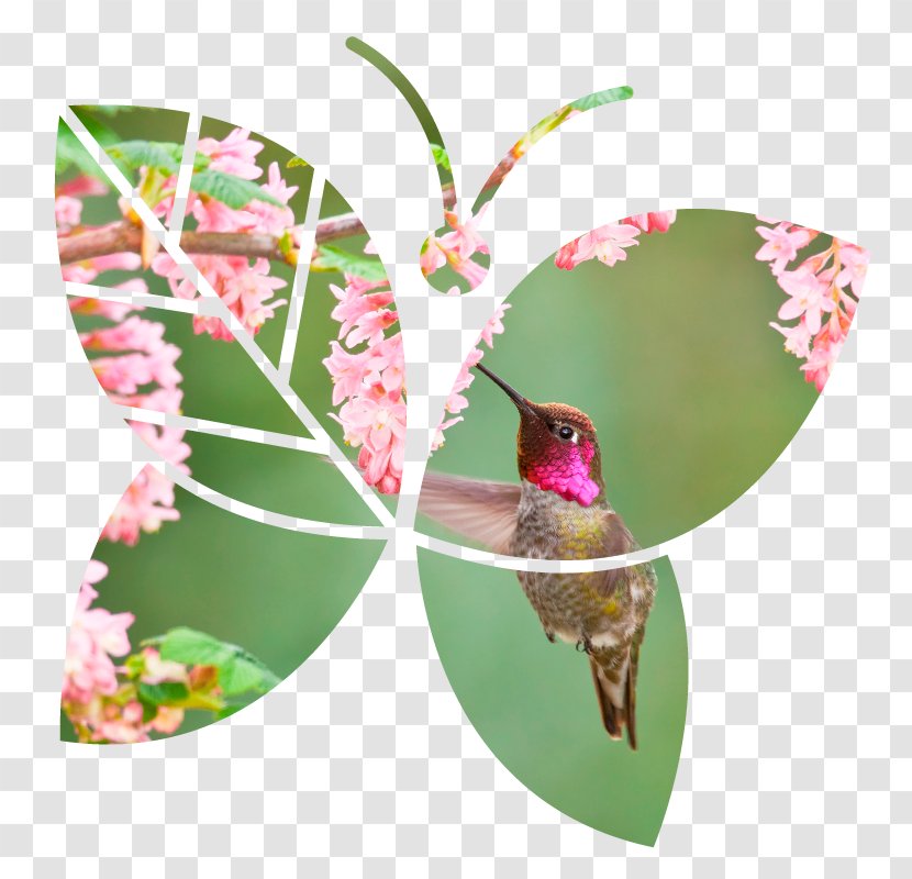 Butterfly Canada Insect Stewardship Hummingbird - Christmas Ornament Transparent PNG