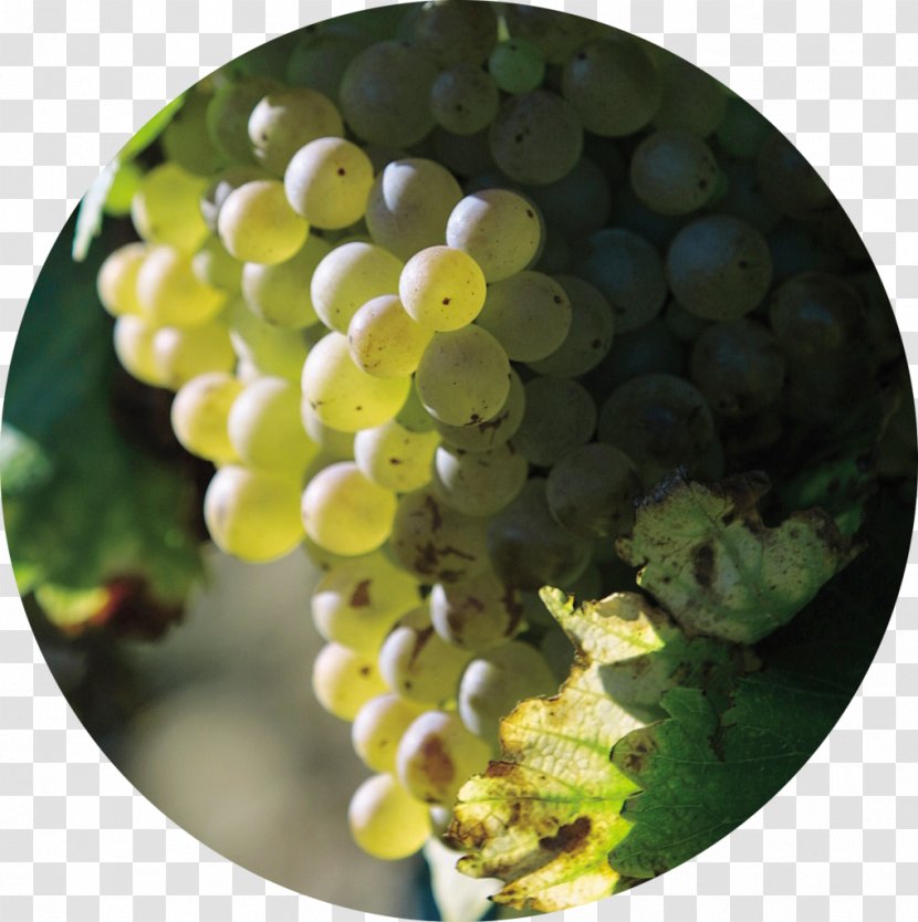 Grape Leaves Seedless Fruit Grapevines - Vitis Transparent PNG