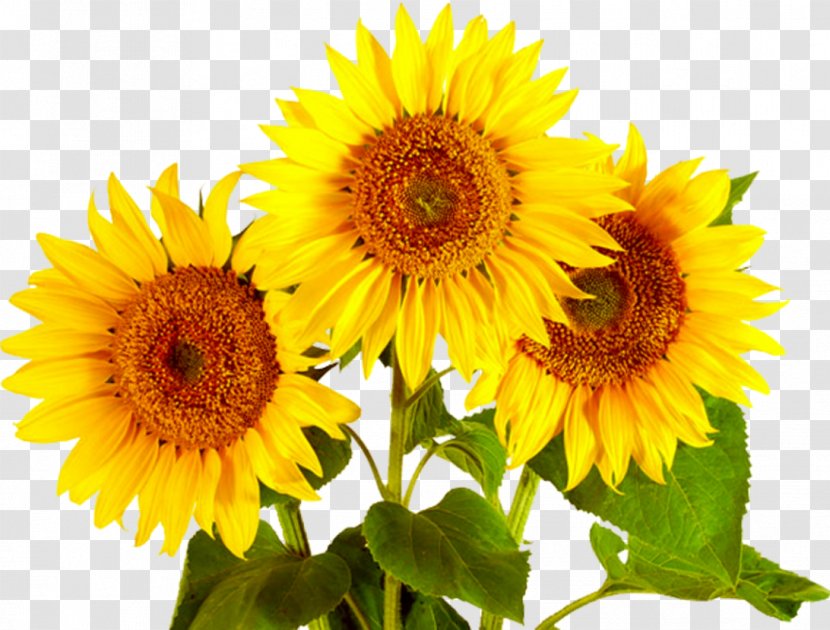Common Sunflower Seed Homo Sapiens - Flowering Plant Transparent PNG